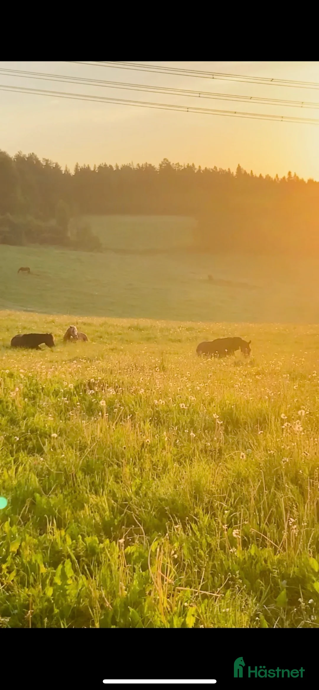  stallplats finnes: Ledig boxplats- Stall Dalsta i Grödinge - Annons 6