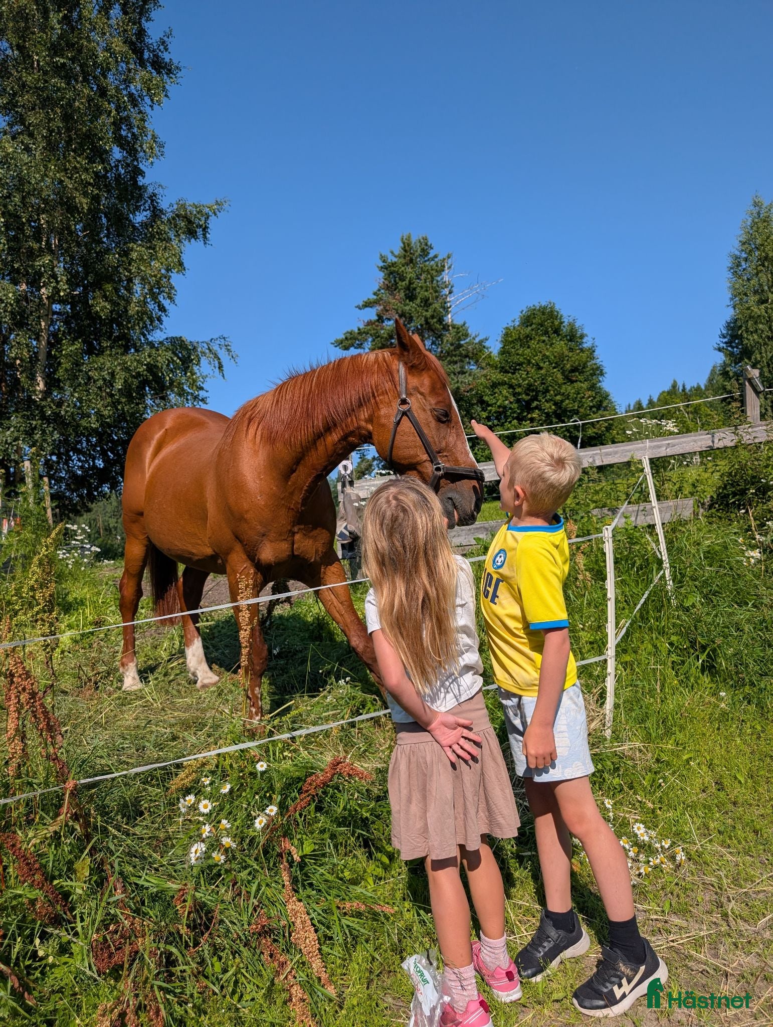  foderhäst SÖKER långtidsfodervärd till gubbe, västernorrlan - Annons 20
