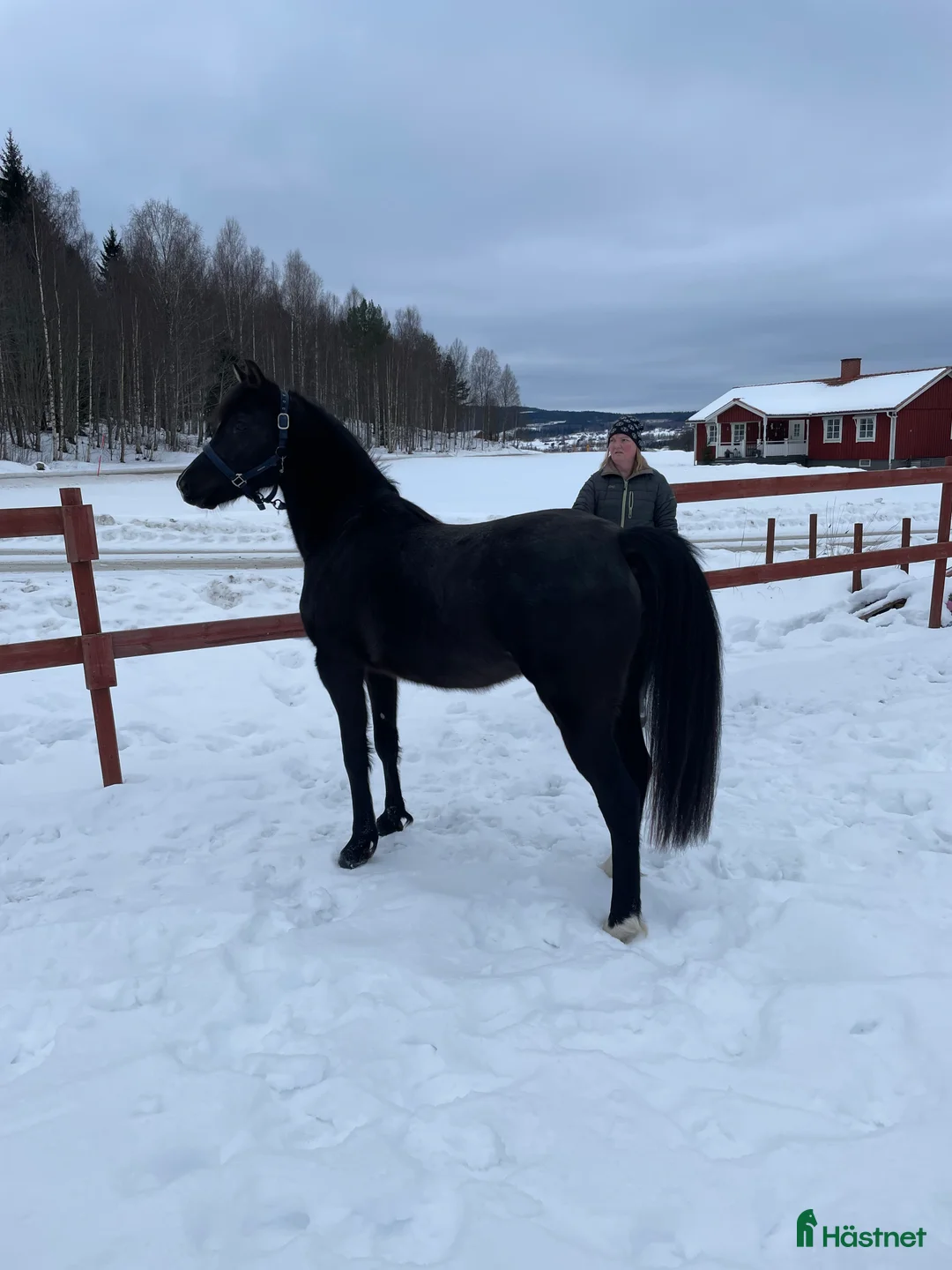 Allround hästar till salu: Supersnäll ungponny i Lysvik - Annons 2