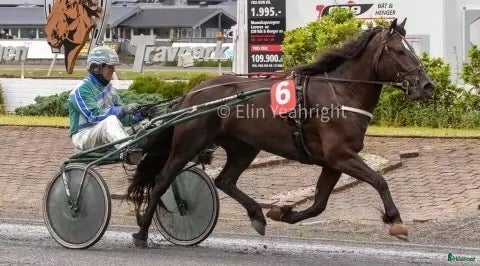  hästar Birk Pila selges til trav eller avl - Annons 19