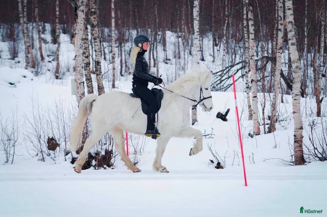  hästar Mycket trevligt och arbetsvilligt sto!  - Annons 1