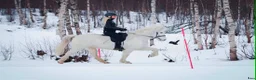 Island hästar till salu: Mycket trevligt och arbetsvilligt sto!  - Annons 1