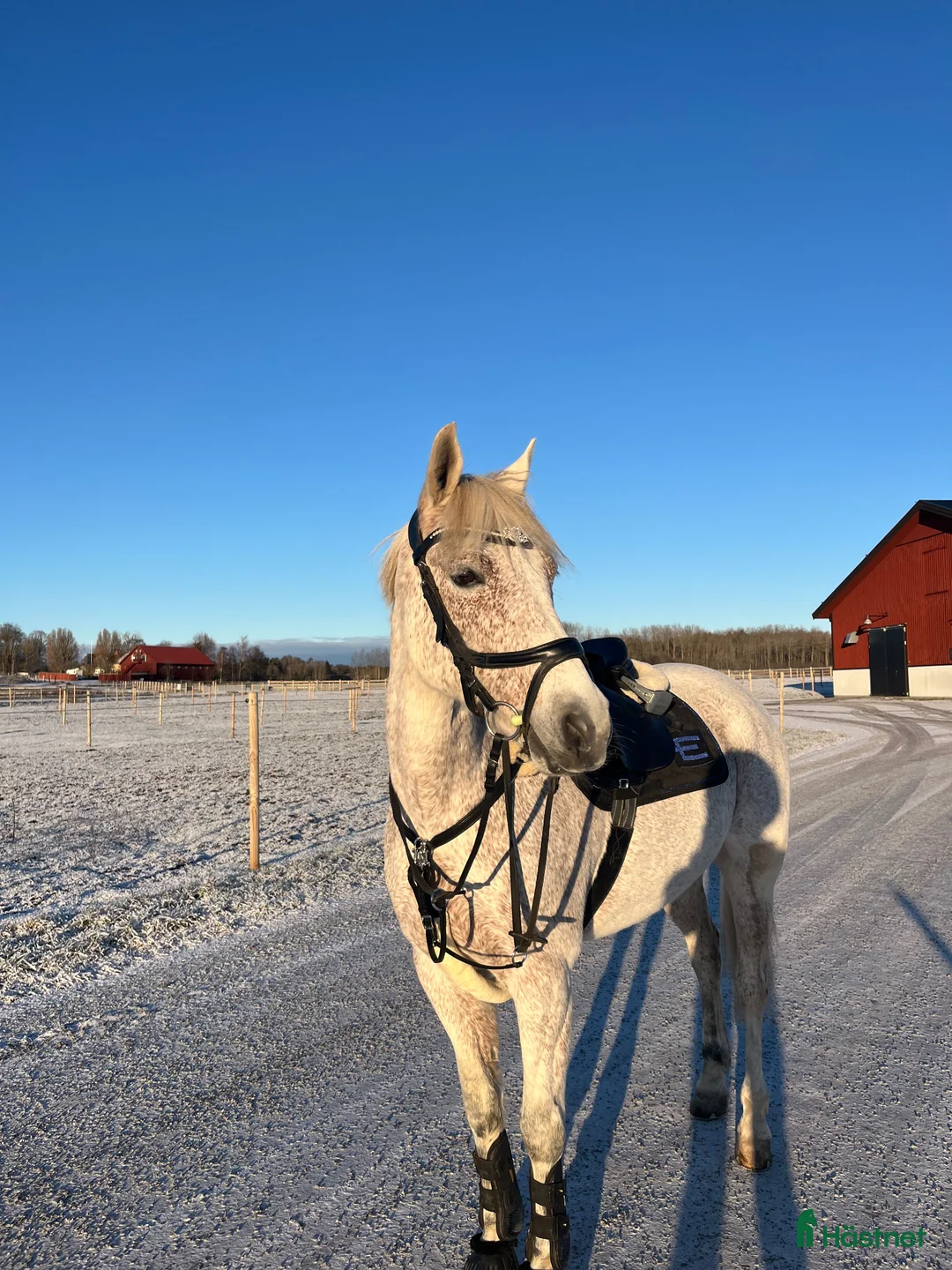Dressyr hästar till salu: Connemaraponny med hjärta av guld 🌟 - Annons 1