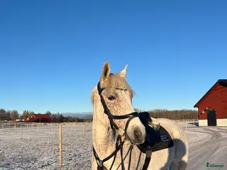 hästar Connemaraponny med hjärta av guld 🌟 - Annons 17