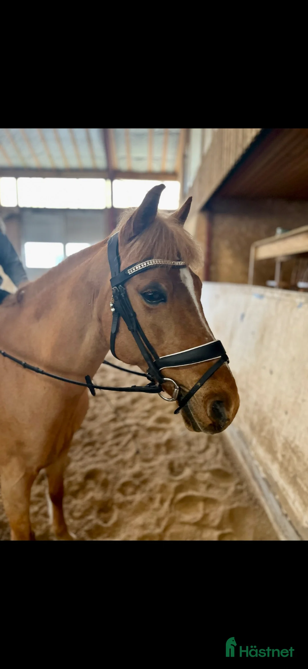 Allround hästar till salu: Allround/läromästare söker nu en ny bästa vän💛 - Annons 2