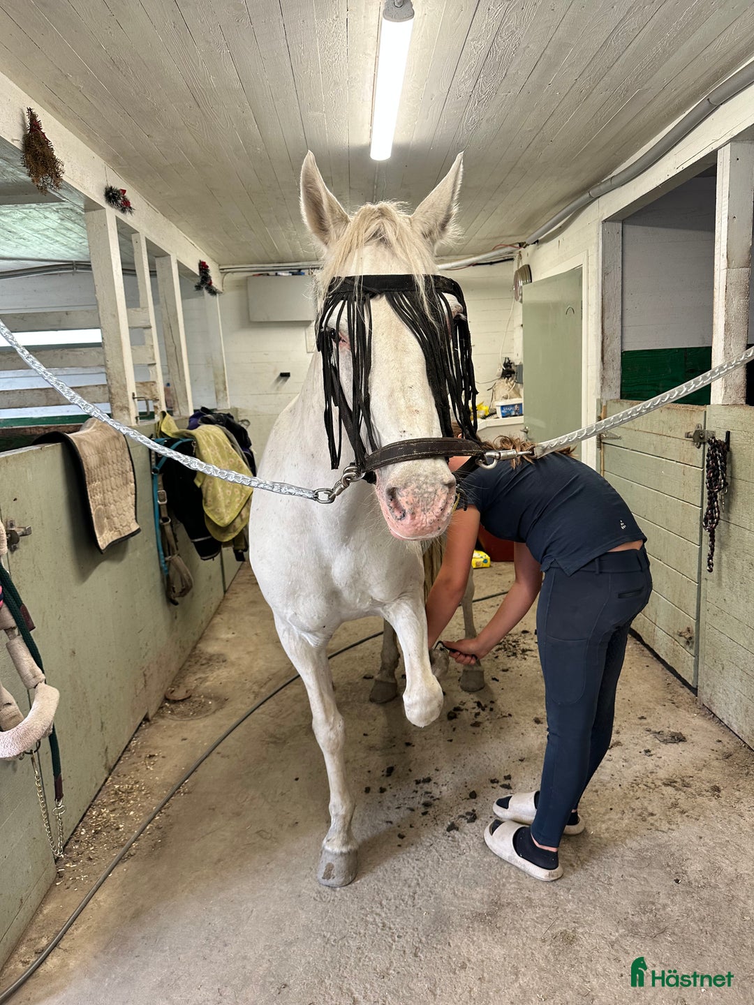 Allround hästar till salu: 🌟Söker sin nya människa🌟 i Enånger - Annons 3