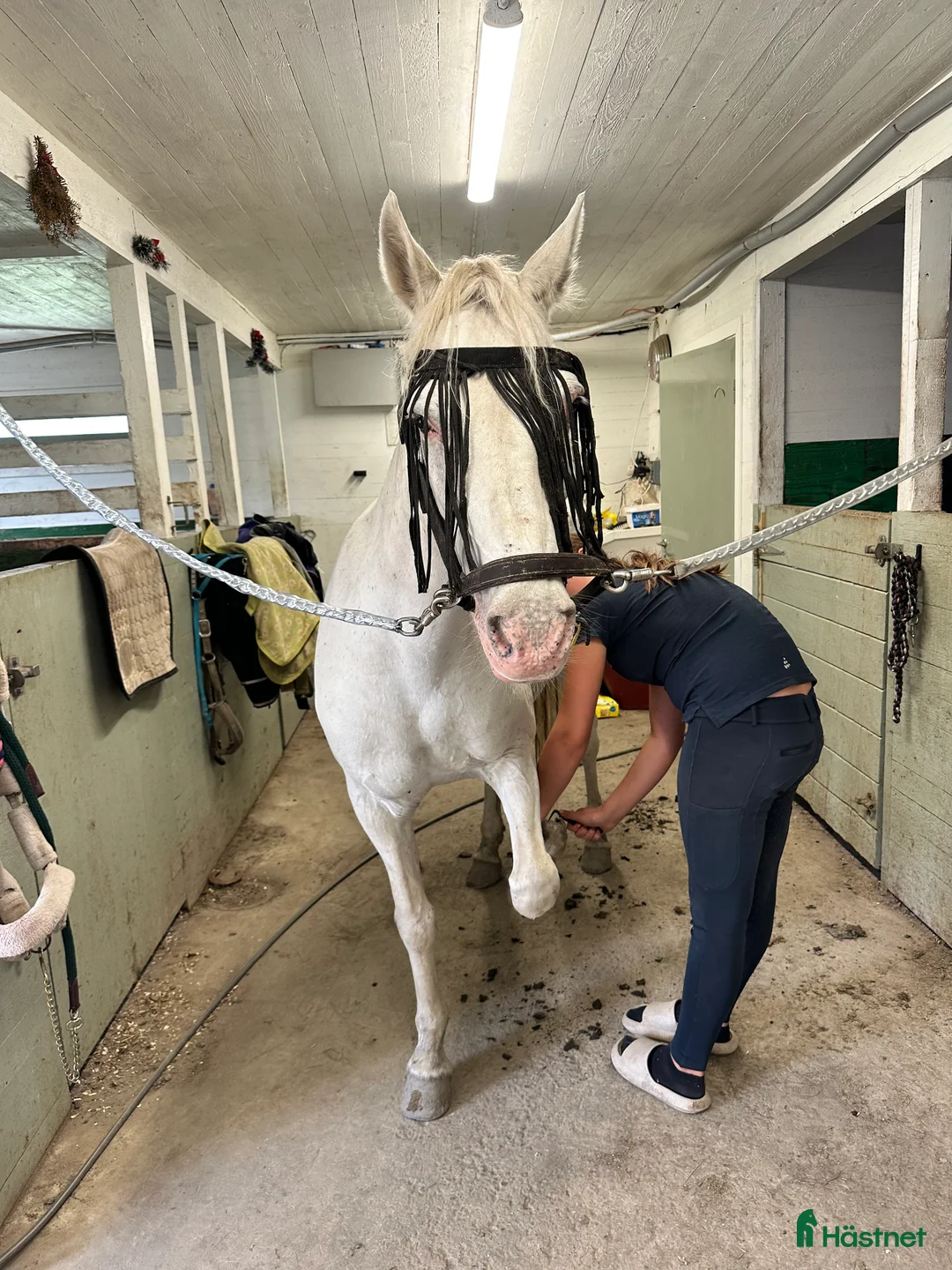 Allround hästar till salu: 🌟Söker sin nya människa🌟 - Annons 3