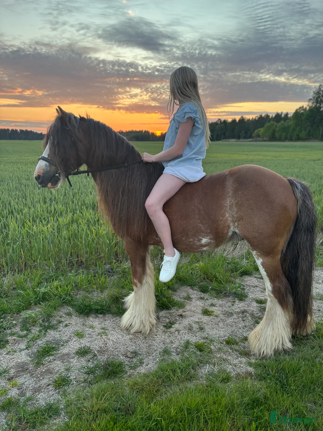 Allround hästar till salu: Ponny som stocker ut i mängden! i Vedum - Annons 3