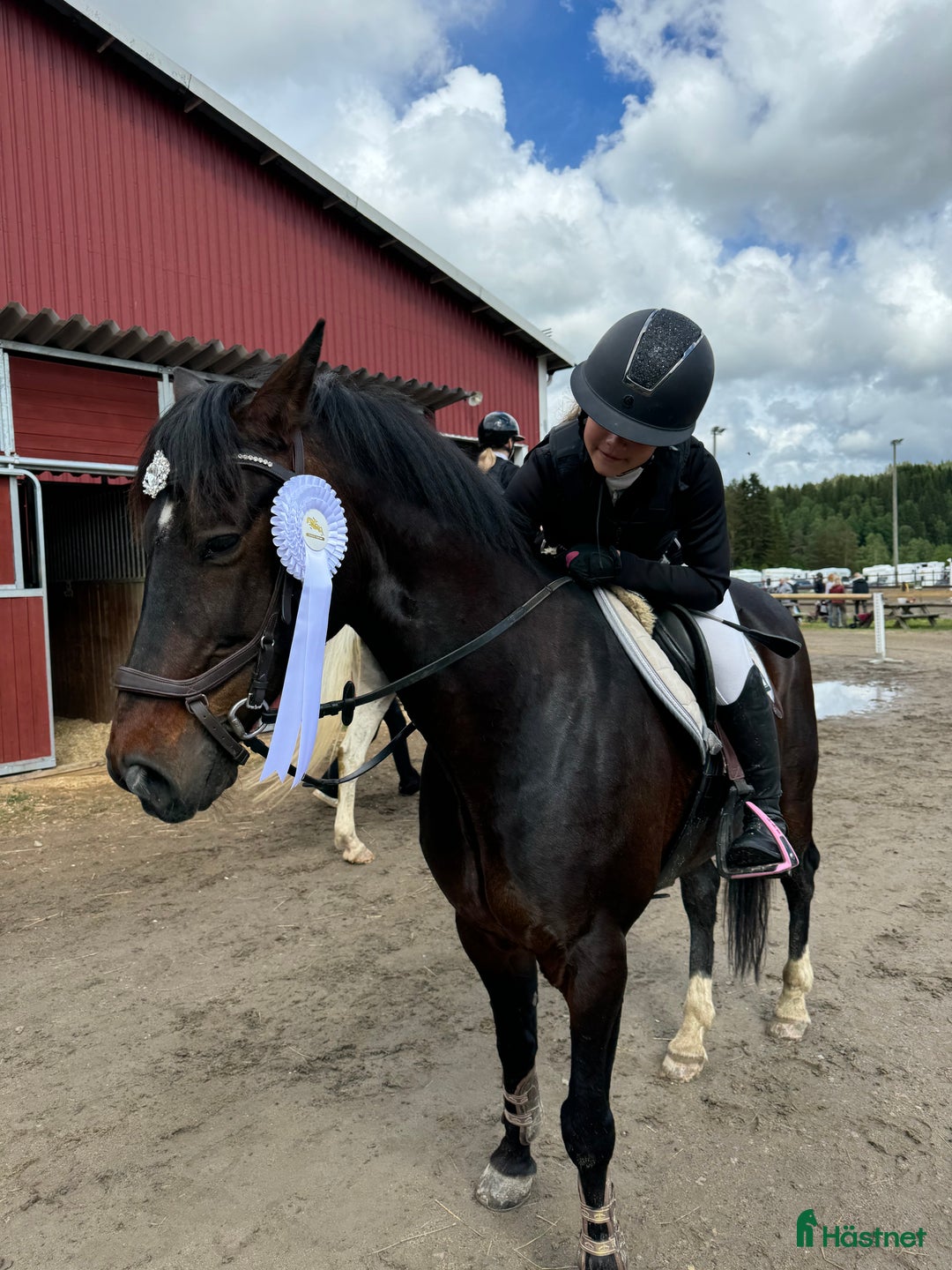 Allround hästar till salu: Maxad c-ponny  i Lycksele - Annons 2