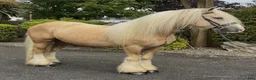 Allround hästar till salu: Stunning Irish Cob - Annons 4