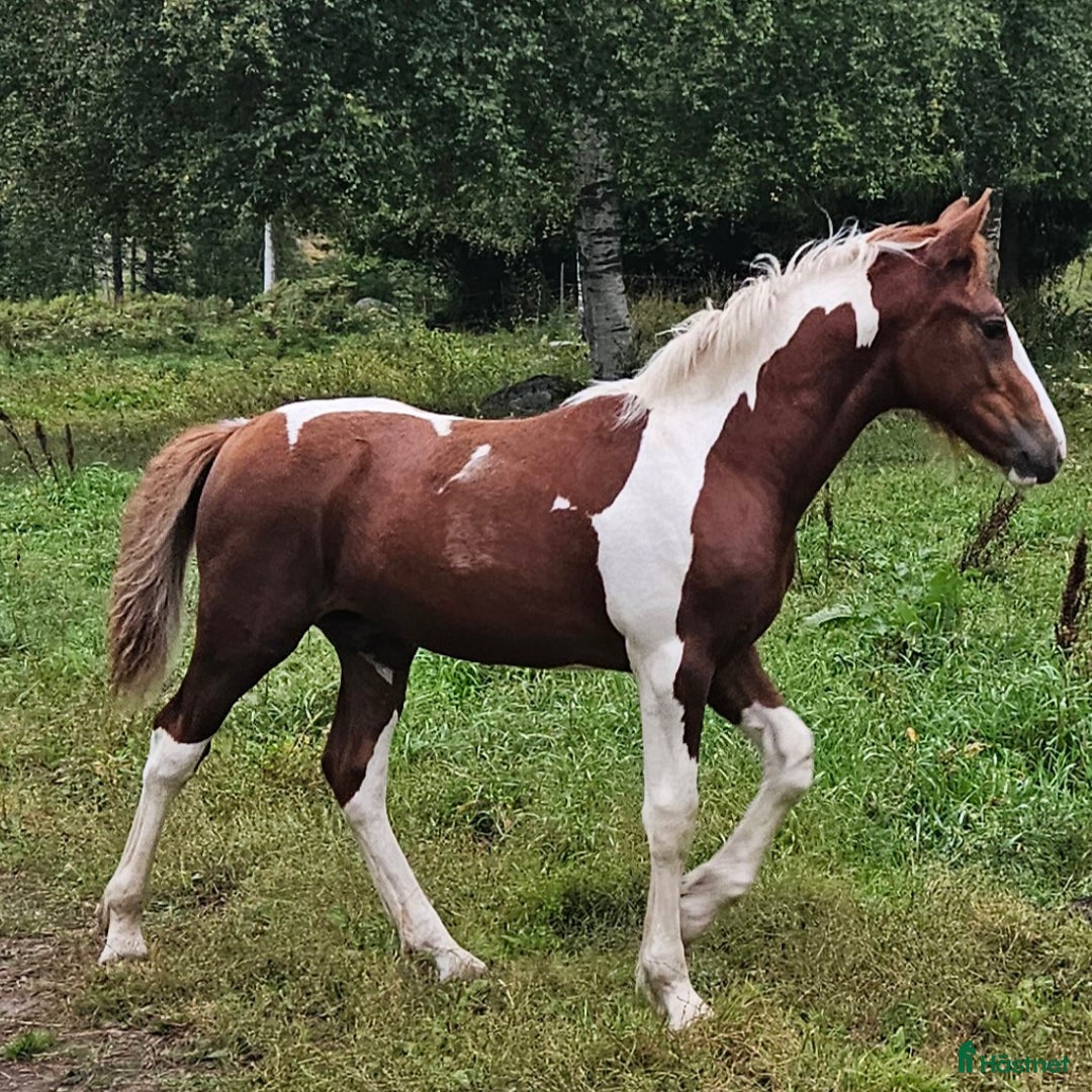 Allround hästar till salu: Finaste Julle, irishcob/vbl i Närkesberg - Annons 8
