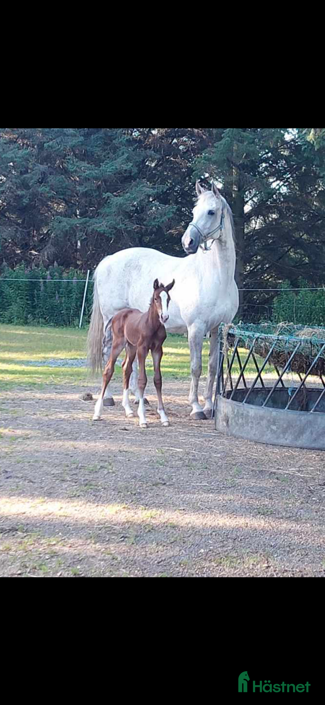 Avelshästar hästar till salu: Flott avlshoppe til salgs i Sola kommun - Annons 5