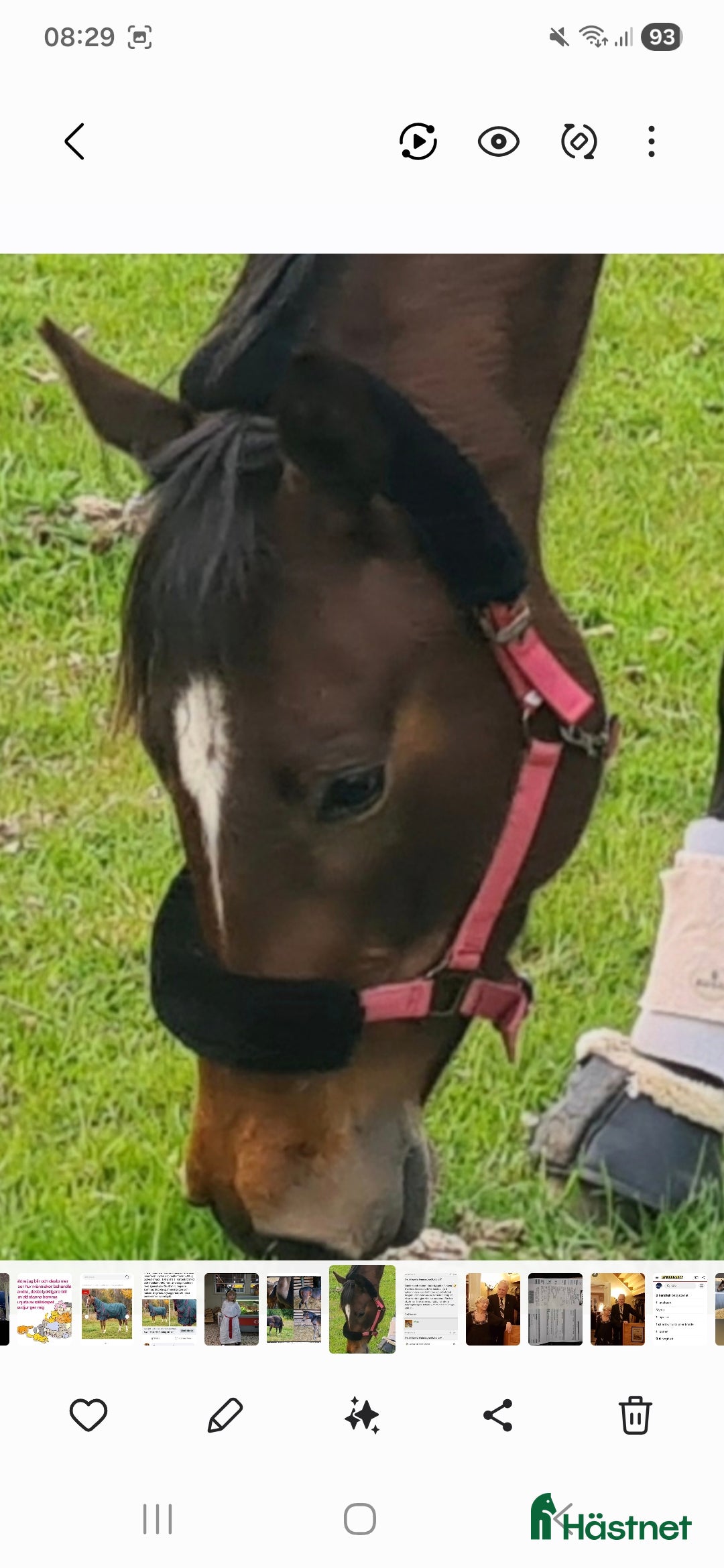  hästar Superfint fullblod - Annons 12