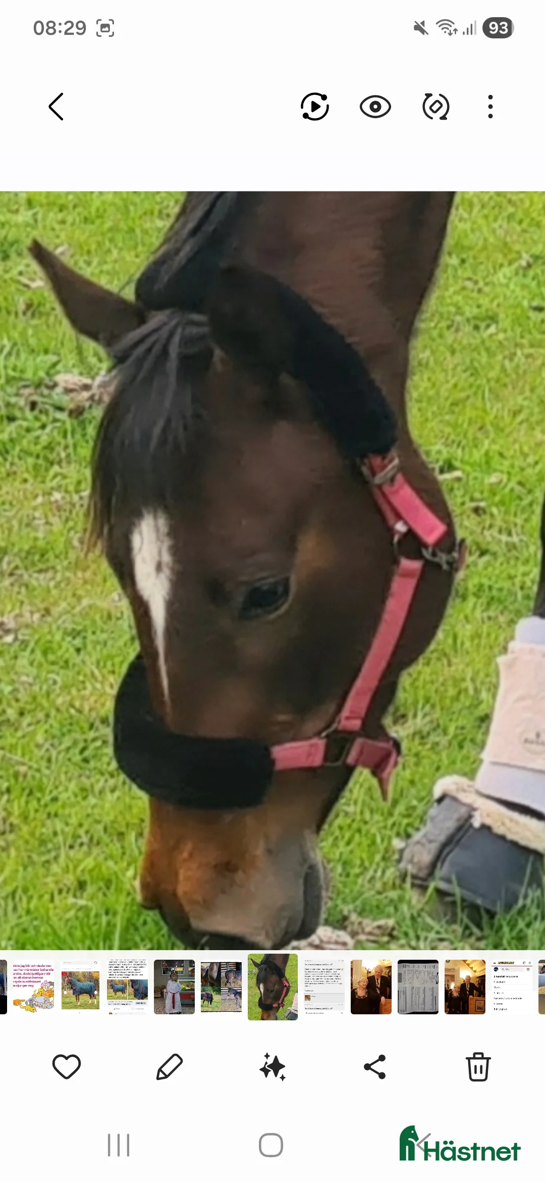 Hoppning hästar till salu: Superfint fullblod - Annons 1