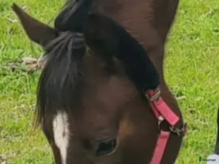 hästar Superfint fullblod - Annons 12