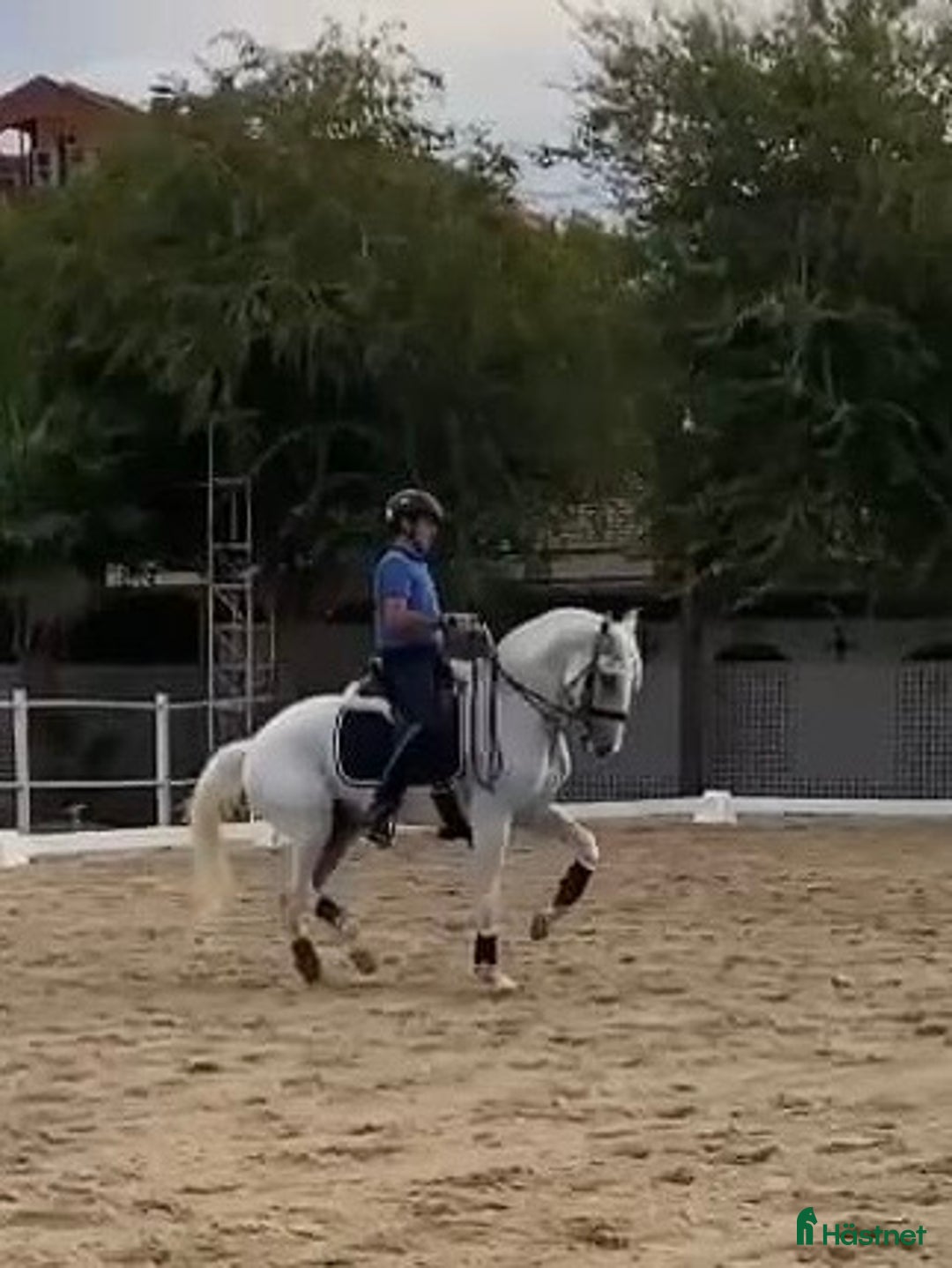 Dressyr hästar till salu: Etablerad Grand Prix valack i Coín - Annons 6