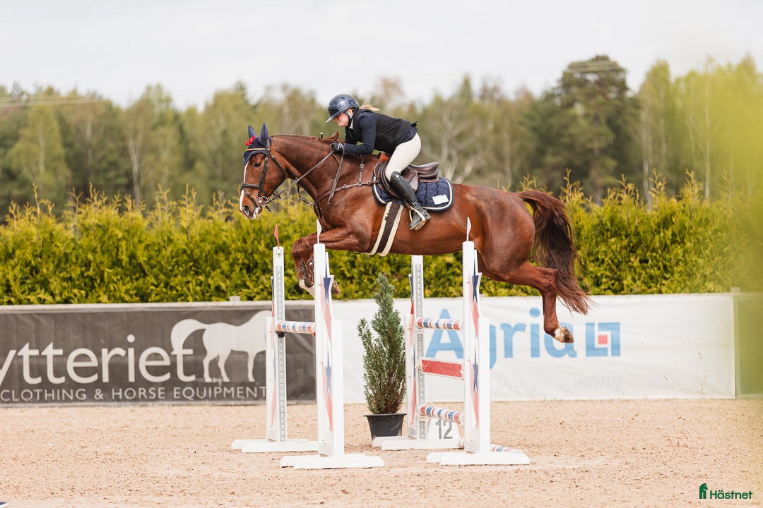  hästservice finnes: Inridning, tillridning och försäljning  i Klågerup - Annons 4