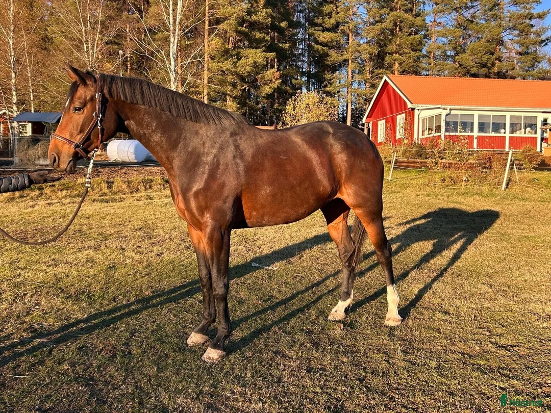 Hoppning hästar till salu: Oslipad diamant - Annons 3