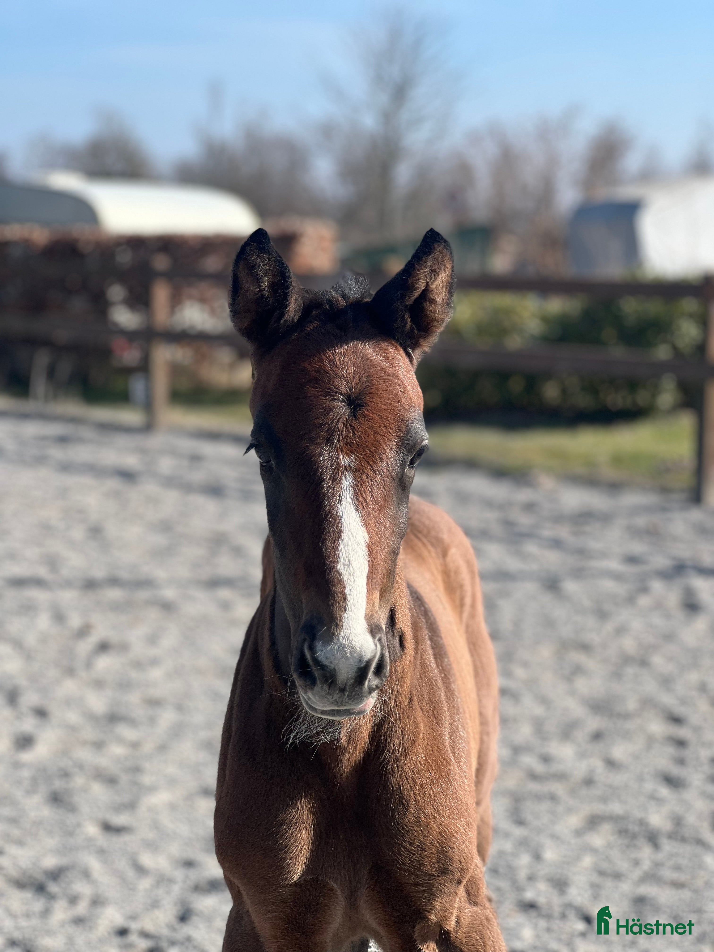  hästar Foal from 2025 forsale  - Annons 18