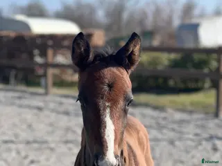 Hoppning hästar till salu: Foal from 2025 forsale - Annons 4