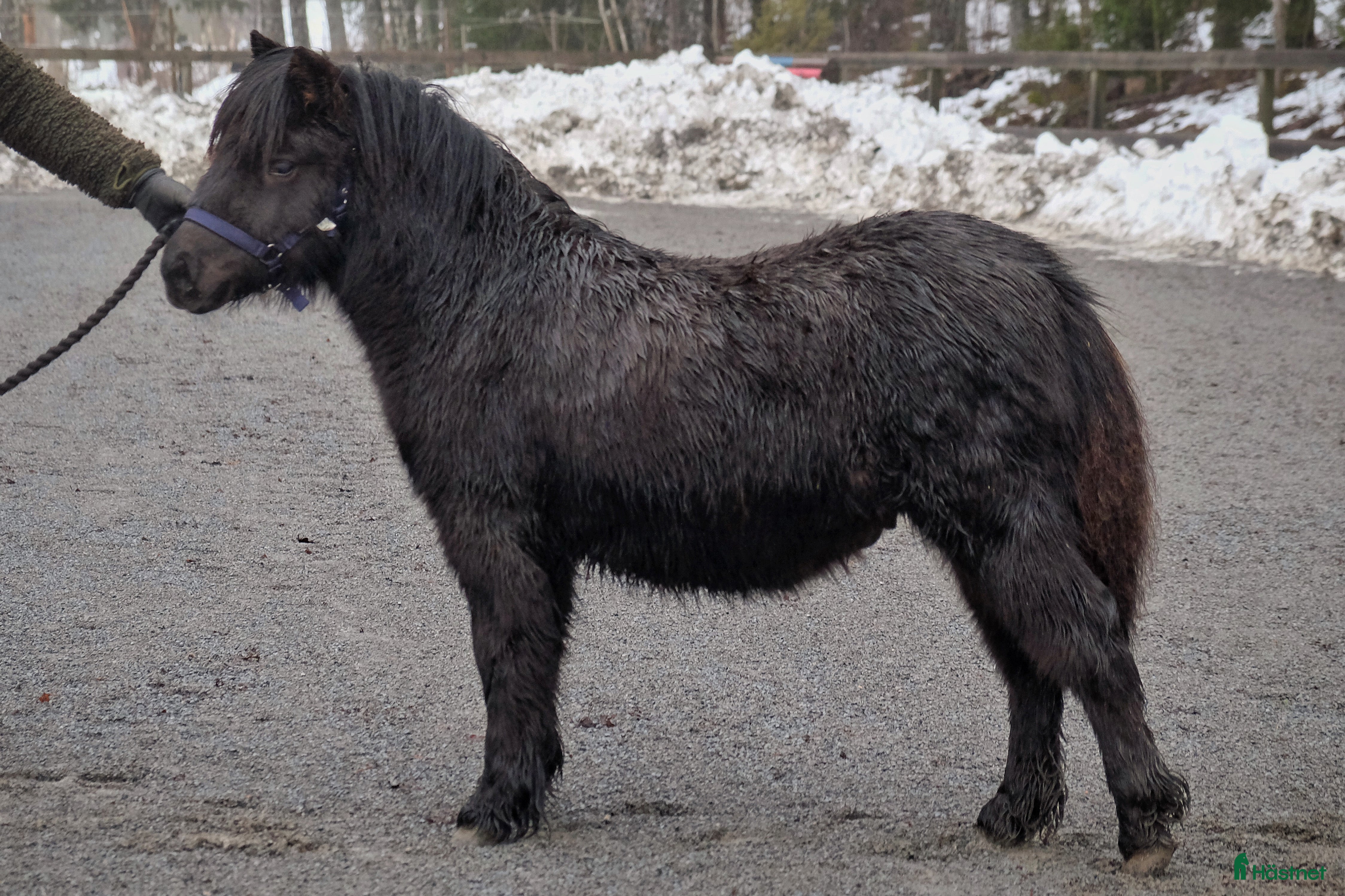  hästar Pigg och trevlig unghingst i Johanneshov - Annons 1