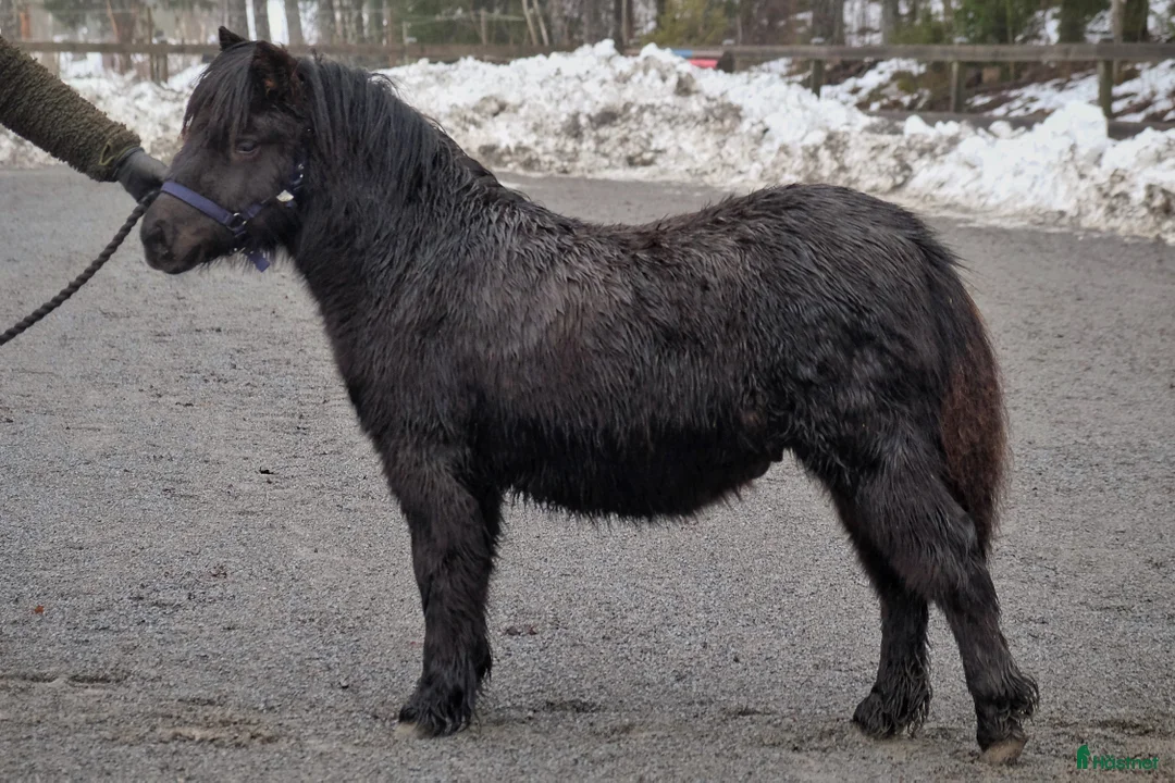 Övrigt hästar till salu: Pigg och trevlig unghingst i Johanneshov - Annons 1