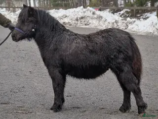 hästar Pigg och trevlig unghingst i Johanneshov - Annons 1