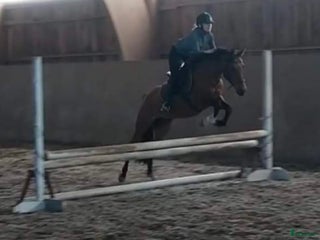 hästar Sällskapshäst/hobby häst säljes i Älmhult - Annons 3