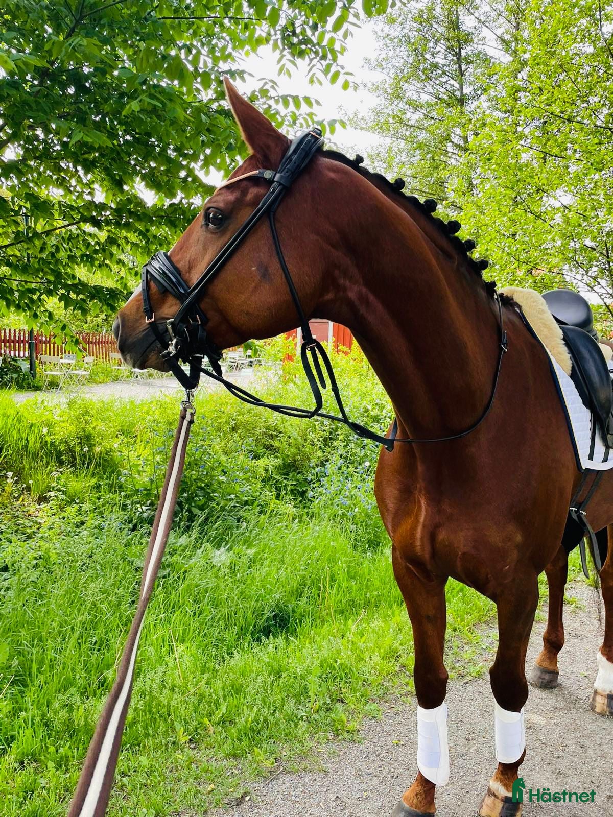  hästar Trevligt 10 årigt dressyrsto - Annons 8