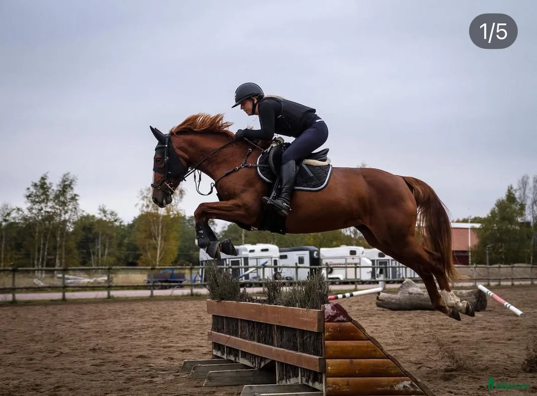 Hoppning hästar till salu: Arbetsvillig och hoppglatt sto!  i Västerås - Annons 3