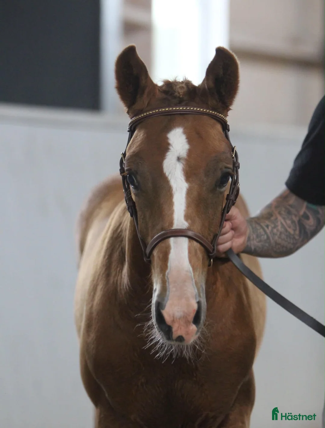 Hoppning hästar till salu: 🌟Framtidens sporthäst/allround talang 🌟 - Annons 2
