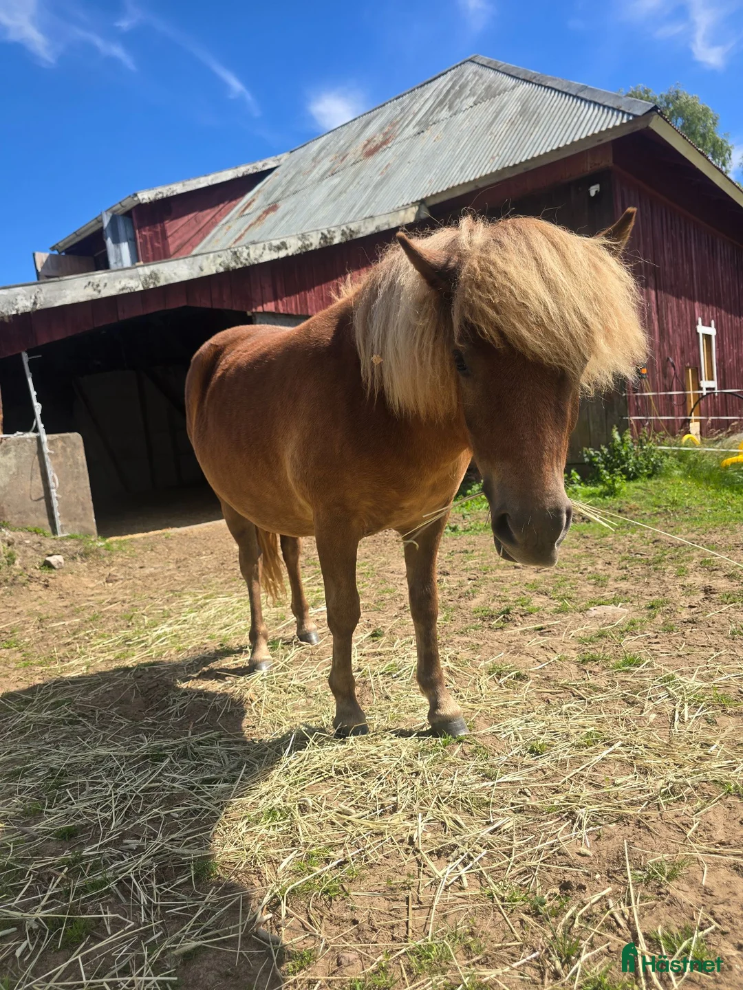 Allround hästar till salu: Mysig shetlandsponny  - Annons 4