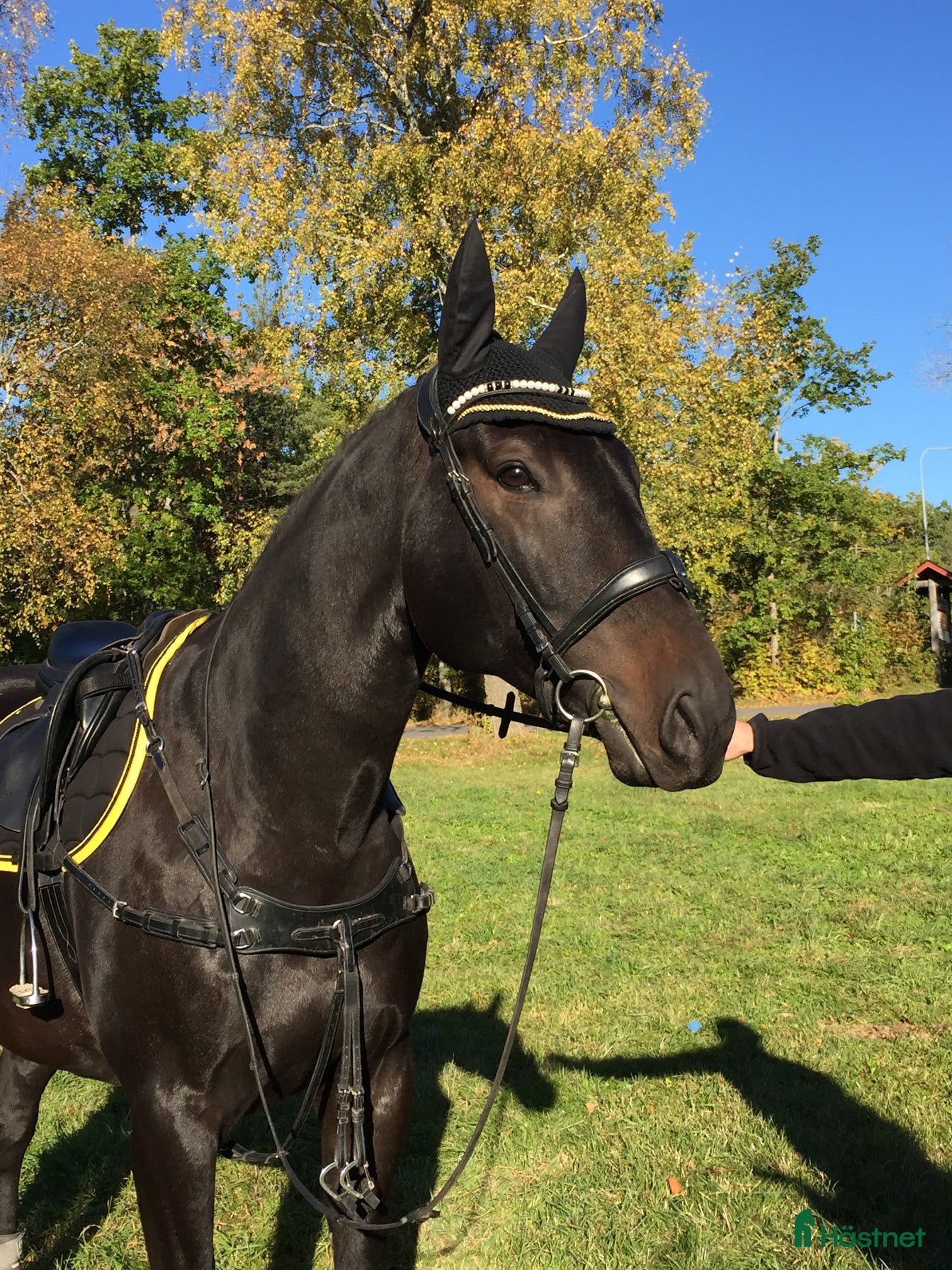  hästar Läromästare / ”tanthäst” - Annons 17