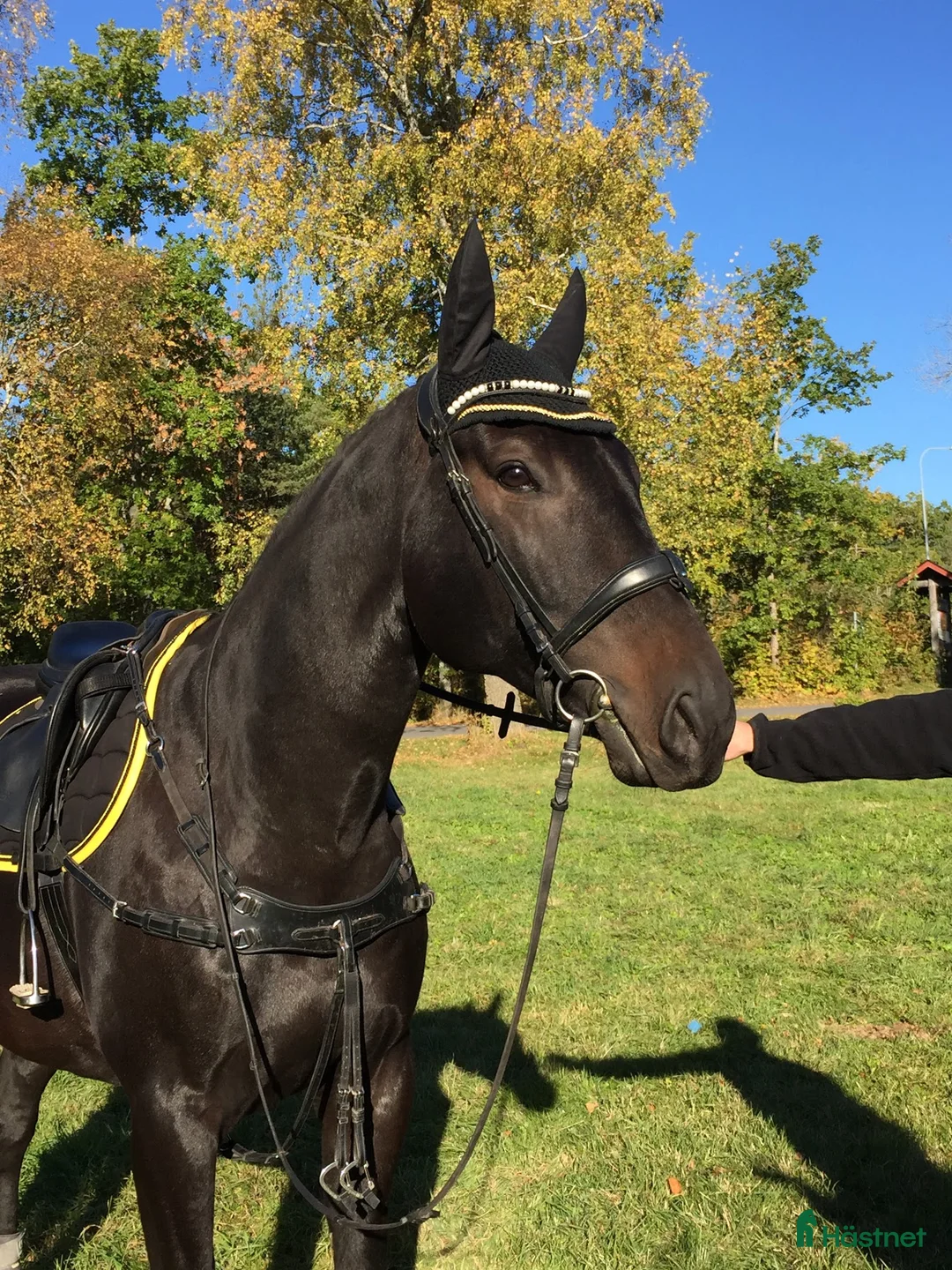Allround hästar till salu: Läromästare / ”tanthäst” - Annons 1