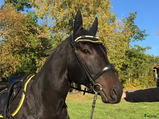 hästar Läromästare / ”tanthäst” - Annons 17