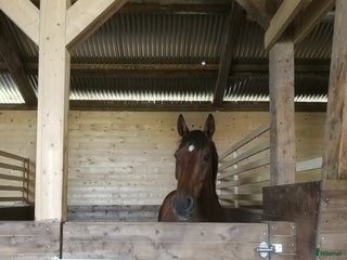 stallplats Boxplats ledig med fullservice i Fjärdhundra i Fjärdhundra - Annons 10