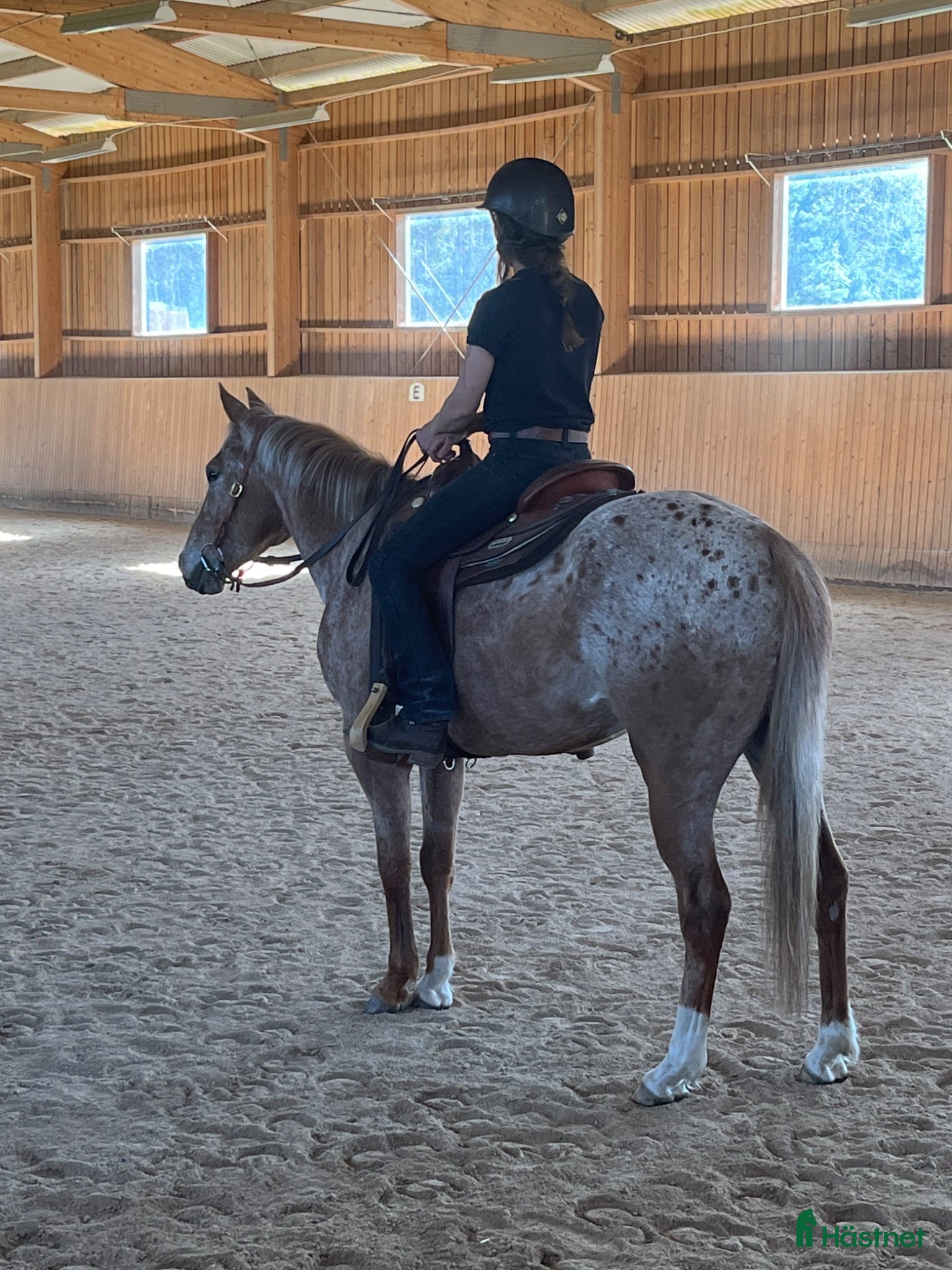  hästar Appaloosa Valack - Annons 6