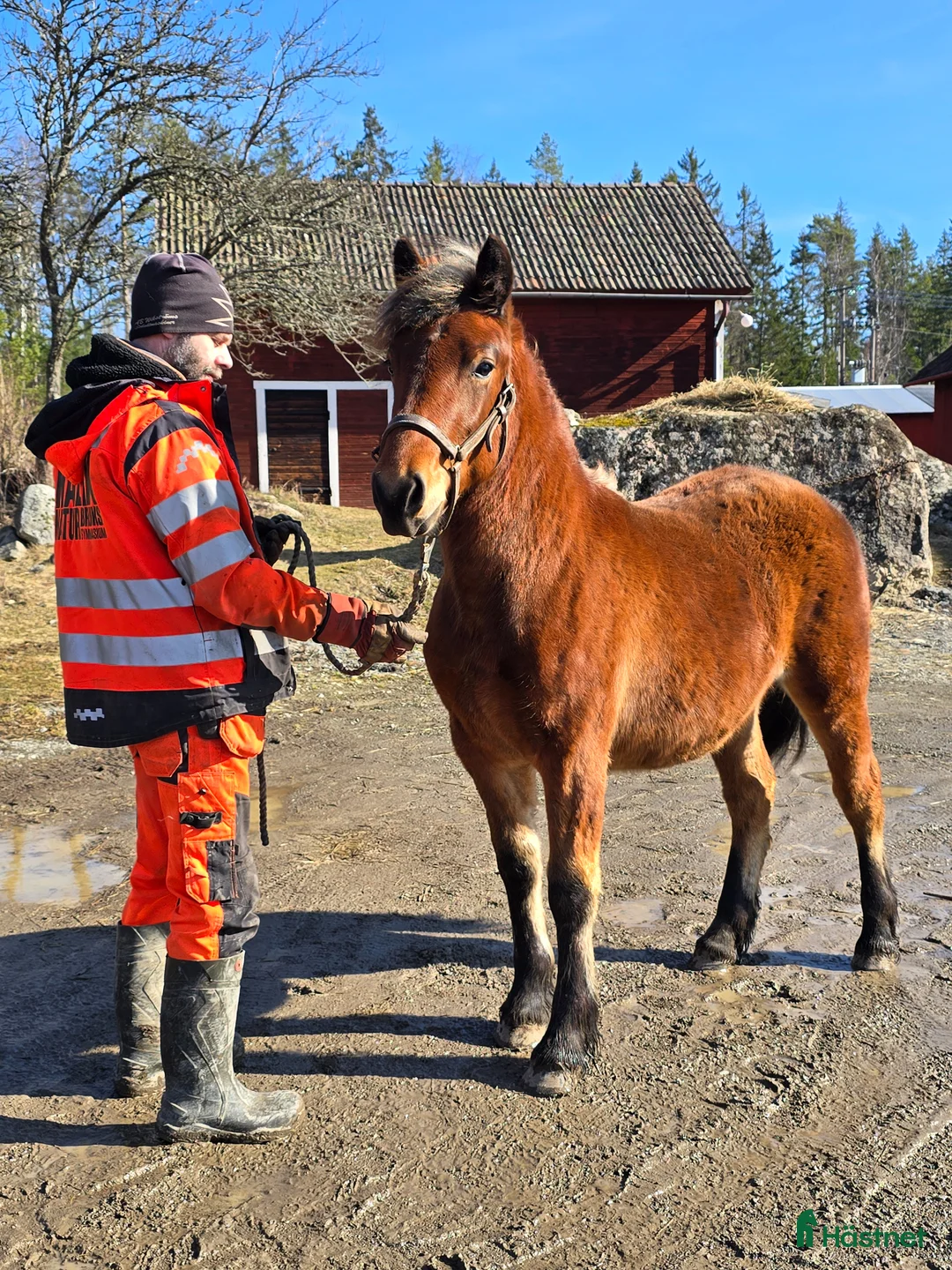 Allround hästar till salu: Unik och lovande ettåring  - Annons 2