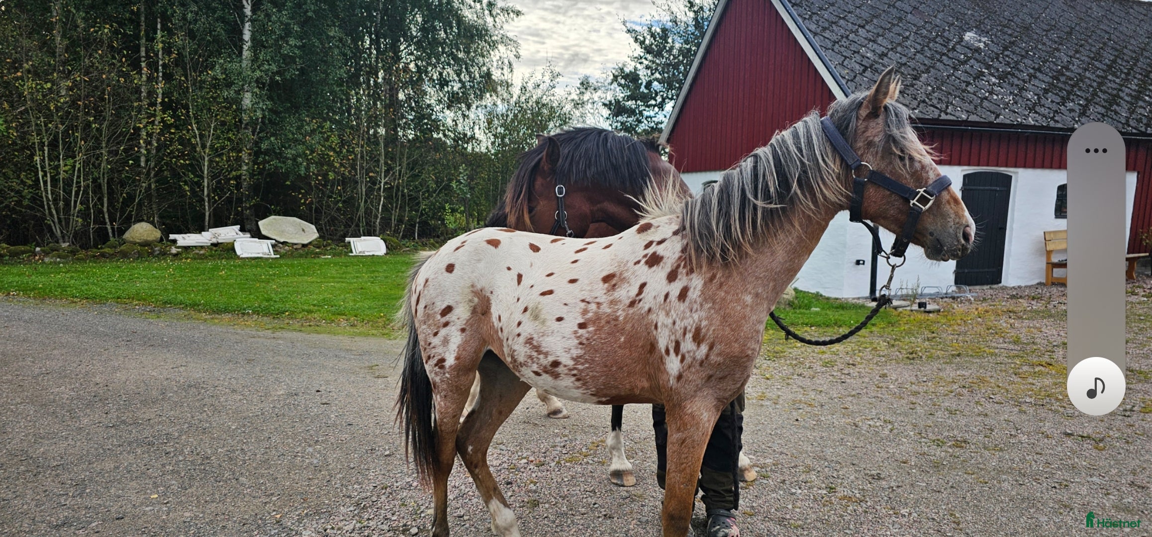 Allround hästar till salu: Sport ponny Blickfångare   i Hörby - Annons 1