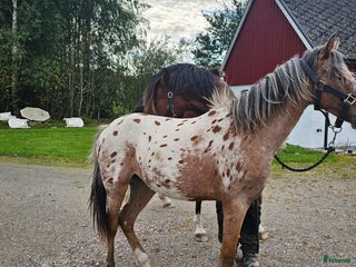 Allround hästar till salu: Sport ponny Blickfångare i Hörby - Annons 1