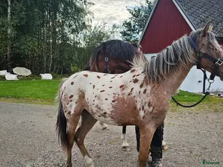hästar Sport ponny Blickfångare i Hörby - Annons 15