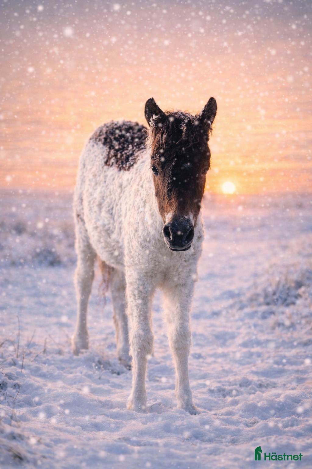  hästar America mini curly  i Ekshärad - Annons 3