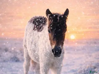 hästar America mini curly i Ekshärad - Annons 3