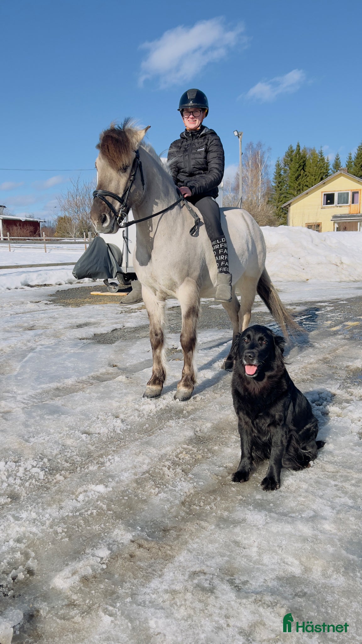  hästar Fynda projektponny med utvecklingspotential  - Annons 11