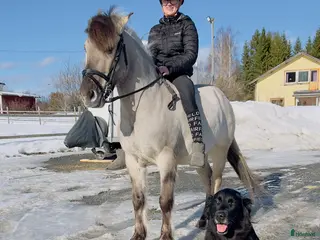 hästar Fynda projektponny med utvecklingspotential - Annons 11