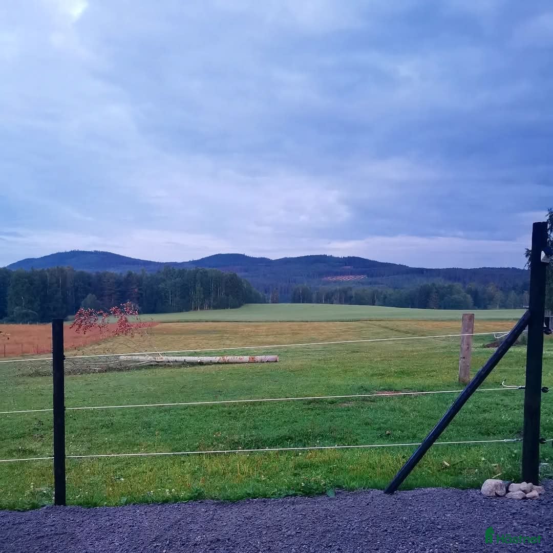 Allround hästar sökes: Läromästare sökes  i Kilafors - Annons 4