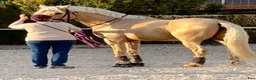Allround hästar till salu: Palomino PRE avlad på prestation i Guadarrama - Annons 4
