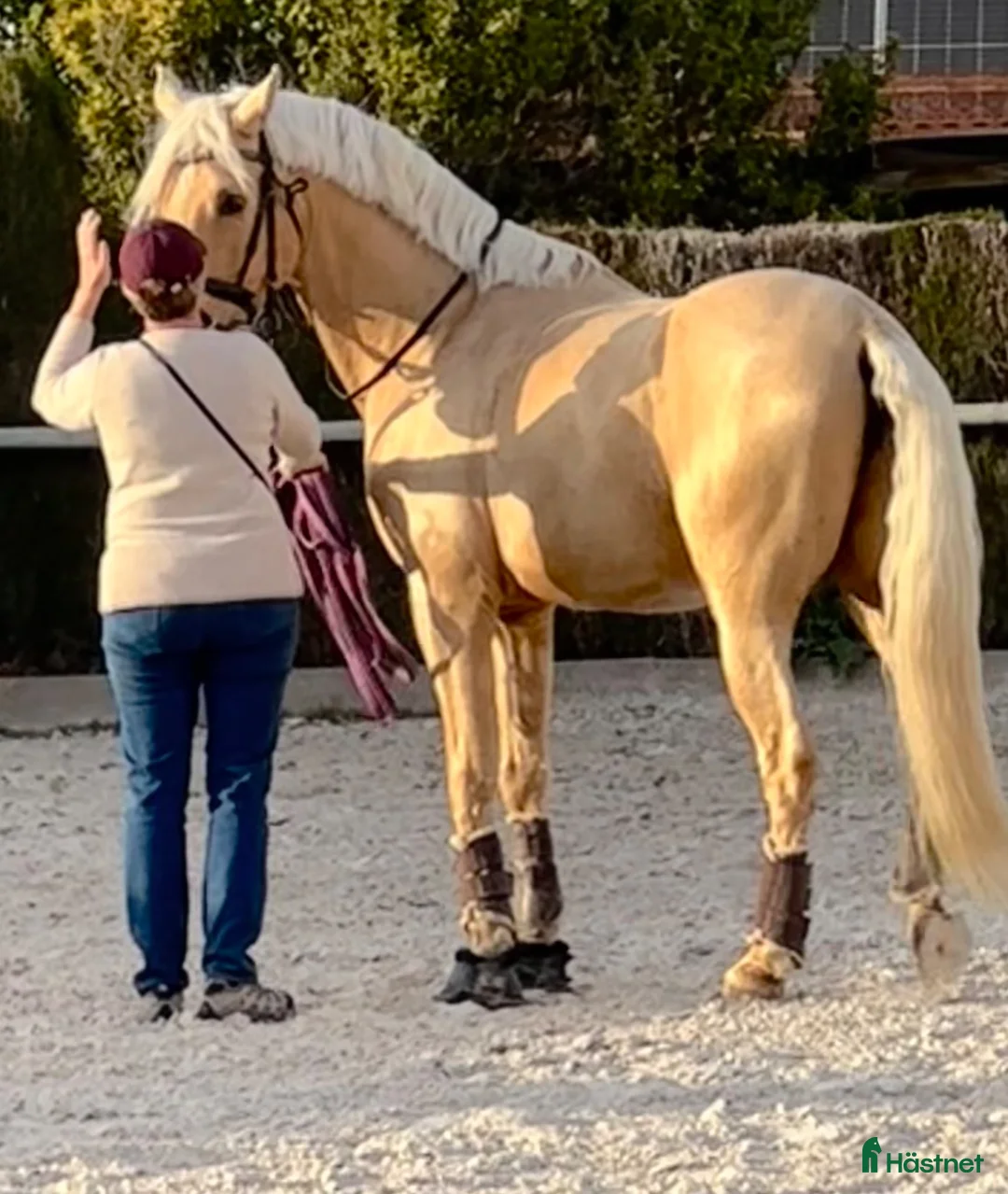 Allround hästar till salu: Palomino PRE avlad på prestation i Guadarrama - Annons 4