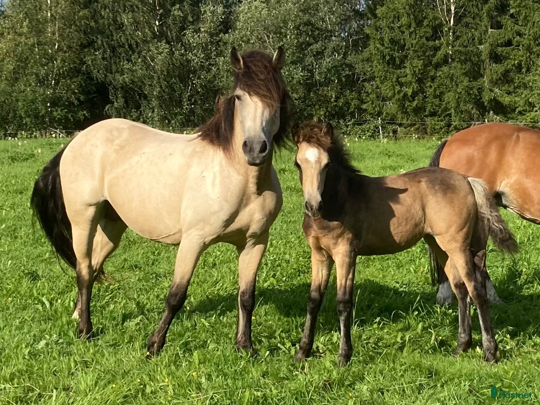 Allround hästar till salu: Qlara i Malgomaj - Annons 4