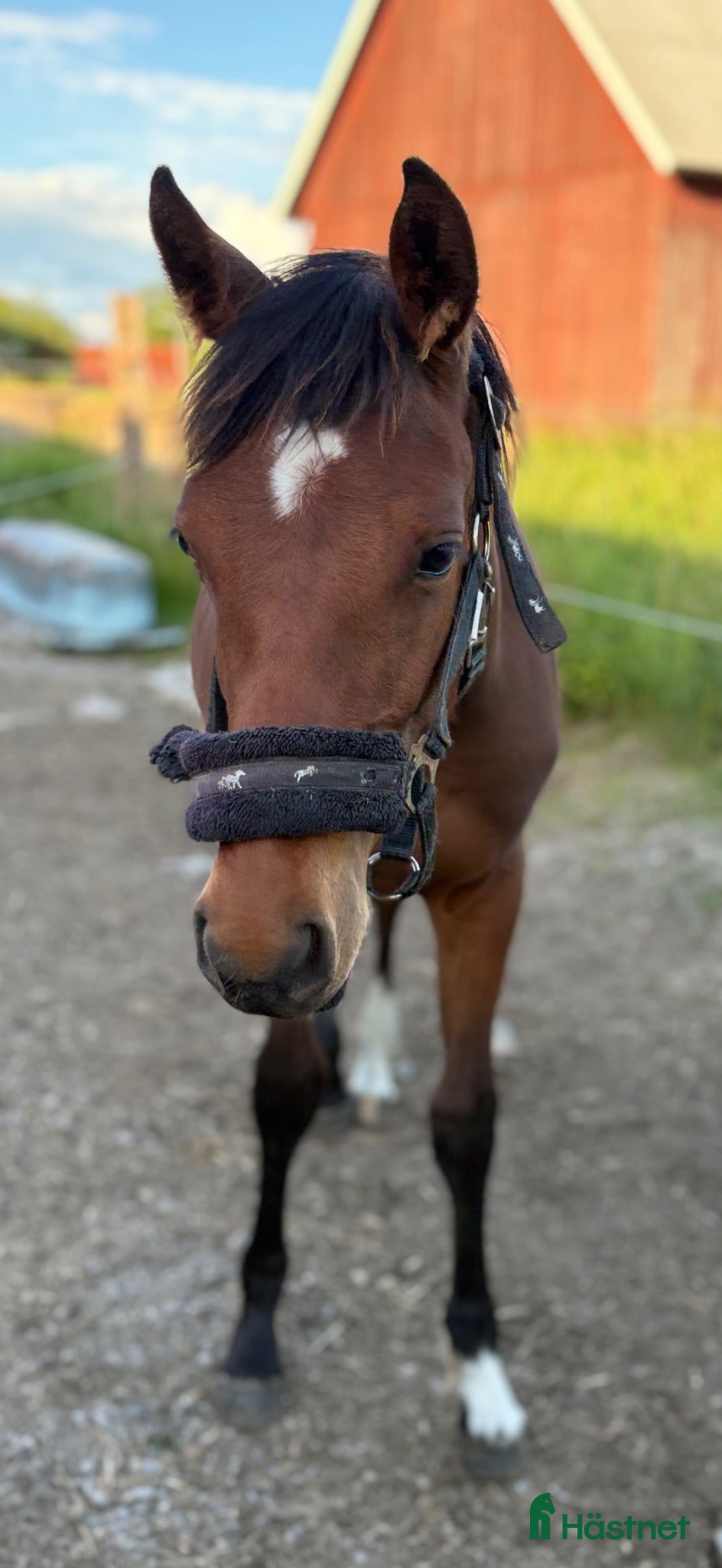  hästar Trevlig framtida kompis till hobby eller tävling - Annons 1